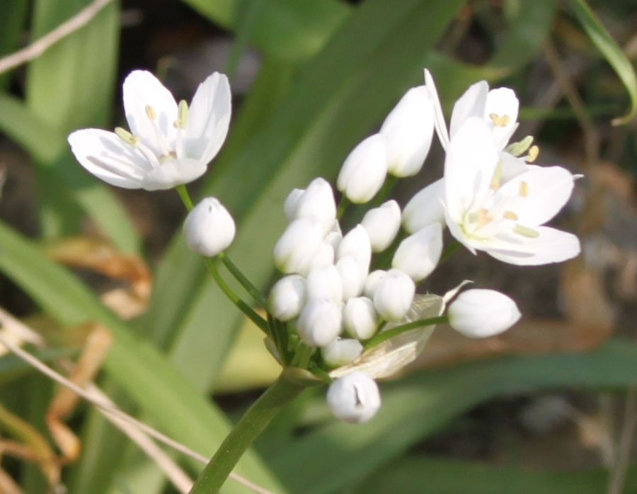 Allium neapolitanum / Aglio napoletano